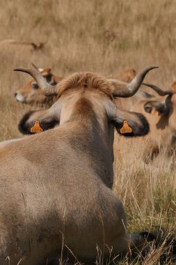 Lozere kırsalındaki Aubrac inekleri Fransa 'nın güneyinde doğa ile çevrili, kaliteli bir fotoğraf.