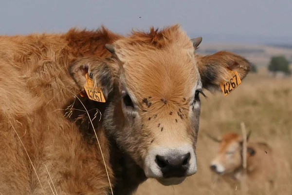 Vacas Aubrac Campo Lozere Cercado Pela Natureza Sul França Foto — Fotografia de Stock