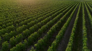 Nouvelle Aquitaine France 'da şarap üreten Pomerol şarabının havadan görünüşü, üzüm bağı tarlaları, yüksek kalitede 4K görüntü.