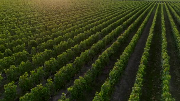ブドウ畑 高品質の4K映像を備えたフランスのブドウ畑でコミューンを作るポメロールワインの空中ビュー — ストック動画