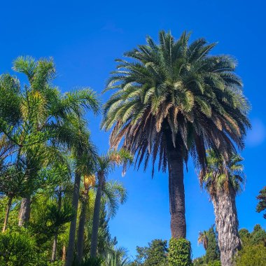 Botanik bahçesinden denize bak Marimurtra, Blanes, Katalonya. Yüksek kalite fotoğraf
