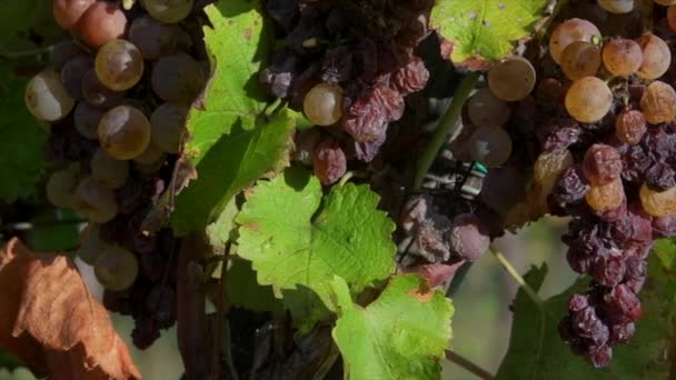 法国吉伦德 索特涅特市 带有高贵腐烂特写的葡萄园葡萄 高质量的4K镜头 — 图库视频影像