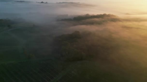 在法国吉伦德的Rions 雾中的葡萄园的空中景观 高质量的4K镜头 — 图库视频影像