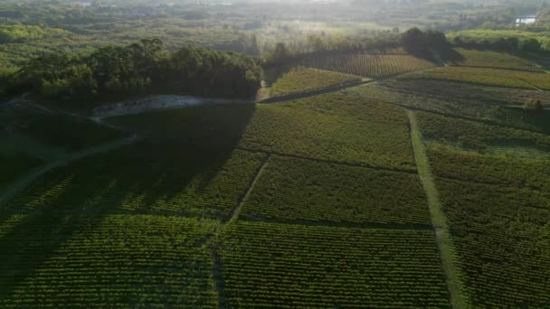 Aerail Uitzicht Druivenplukken Druivenoogst Boeren Werknemers Verzamelen Rijpe Trossen Rode — Stockvideo