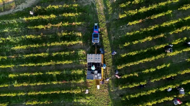 Aerailビューグレープピッキング ブドウの収穫 農民と労働者は赤いブドウの熟した束を収集し トラクターのトレーラー ワイン業界 高品質の4K映像にそれらを投げます — ストック動画