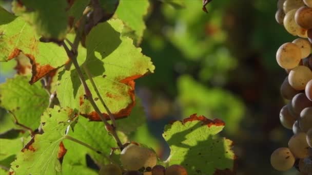 Raisin Vigne Avec Pourriture Noble Gros Plan Sauternes Gironde France — Video
