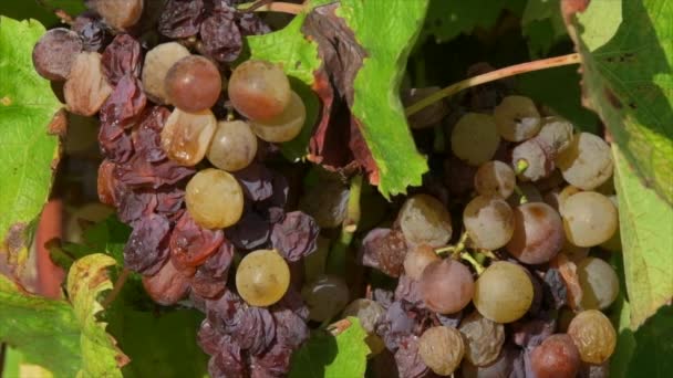 法国吉伦德 索特涅特市 带有高贵腐烂特写的葡萄园葡萄 高质量的4K镜头 — 图库视频影像