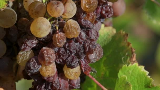 Raisin Vigne Avec Pourriture Noble Gros Plan Sauternes Gironde France — Video