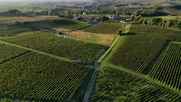 航空观察葡萄采摘 葡萄收获 农民和工人收集成熟的红葡萄束 并将其扔进拖拉机拖车 葡萄酒行业 高品质的4K镜头 — 图库视频影像
