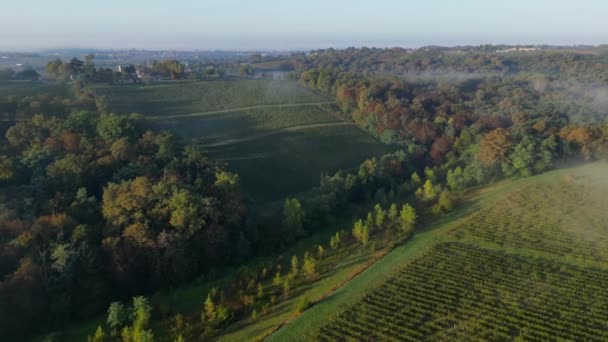 Вид Воздуха Виноградник Тумане Рионс Жиронда Франция Высококачественные Кадры — стоковое видео