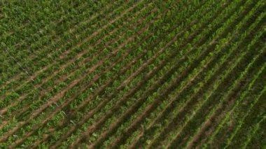 Nouvelle Aquitaine France 'da şarap üreten Pomerol şarabının havadan görünüşü, üzüm bağı tarlaları, yüksek kalitede 4K görüntü.