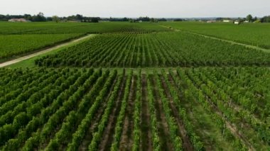 Nouvelle Aquitaine France 'da şarap üreten Pomerol şarabının havadan görünüşü, üzüm bağı tarlaları, yüksek kalitede 4K görüntü.