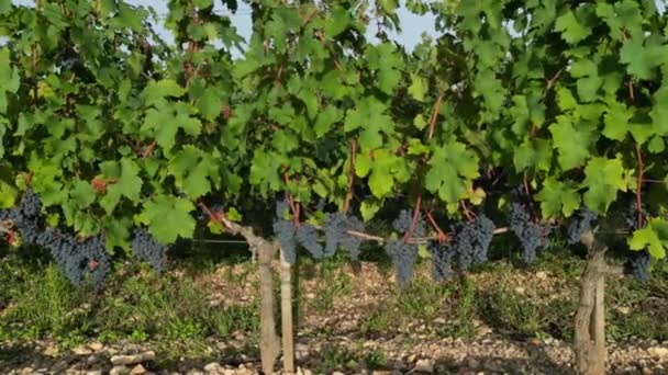 Vinho Pomerol Fazendo Uvas Gironde Nouvelle Aquitaine França Campos Vinhas — Vídeo de Stock