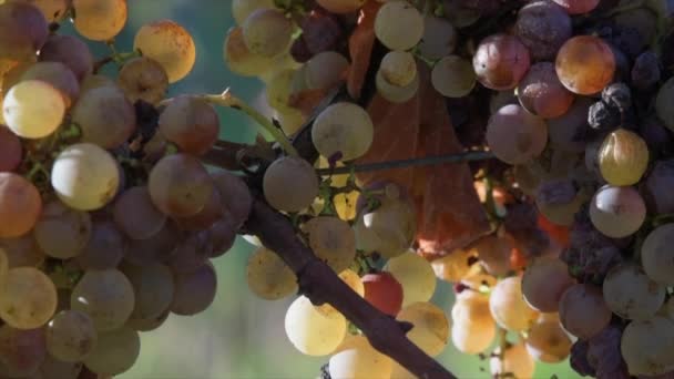 Виноградник Благородным Гниль Крупным Планом Sauternes Жиронда Франция Высокое Качество — стоковое видео