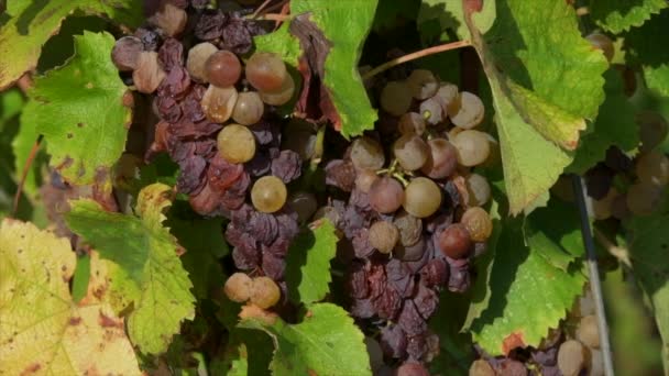 Winnica Szlachetnym Zbliżeniem Zgnilizny Sauternes Gironde Francja Wysokiej Jakości Materiał — Wideo stockowe