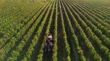 Hasattan sonra şarap çiftliğinde çalışan traktör, tarım ve organik tarım kavramları, Pomerol, Gironde, Fransa, yüksek kaliteli 4k görüntü