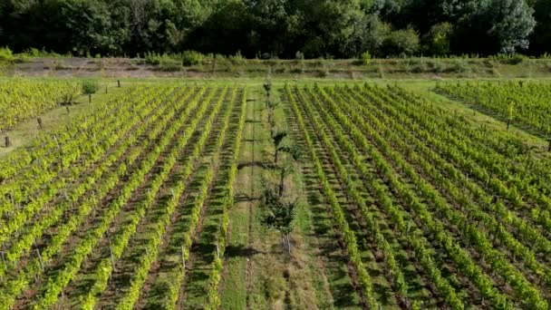 농업의 전환과 농업의 포도원 사이의 사우테네 지론드 프랑스 고품질 동영상 — 비디오