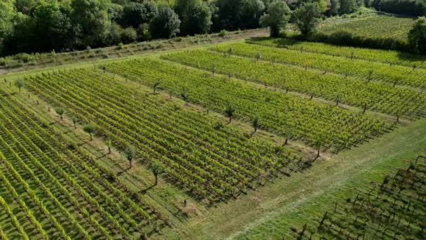 Transición Agroecológica Cambio Climático Viticultura Plantaciones Árboles Frutales Entre Parcelas — Vídeo de stock