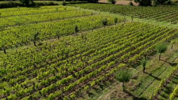 Agroecologische Transitie Klimaatverandering Wijnbouw Fruitboomplantages Tussen Wijngaarden Sauternes Gironde Frankrijk — Stockvideo