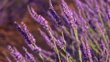 Haute Alpes Provence Cote dAzur 'daki Valensole plato lavanta tarlası, yüksek kaliteli 4K görüntü.