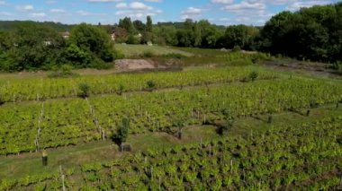 Çiftçilikte tarım ve iklim değişikliği, üzüm bağları, Sauternes, Gironde, Fransa, yüksek kaliteli 4K görüntüler arasında meyve ağacı çiftlikleri