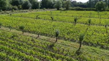 Çiftçilikte tarım ve iklim değişikliği, üzüm bağları, Sauternes, Gironde, Fransa, yüksek kaliteli 4K görüntüler arasında meyve ağacı çiftlikleri