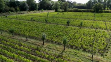 Çiftçilikte tarım ve iklim değişikliği, üzüm bağları, Sauternes, Gironde, Fransa, yüksek kaliteli 4K görüntüler arasında meyve ağacı çiftlikleri