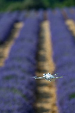 Lavanta tarlasında uçan İHA, Valensole, Provence, yüksek kaliteli fotoğraf