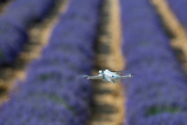 Lavanta tarlasında uçan İHA, Valensole, Provence, yüksek kaliteli fotoğraf