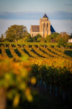 Fransa, Charente-Martime, Lonzac Kilisesi, Cognac Vineyards, Petite Champagne, yüksek kaliteli fotoğraf