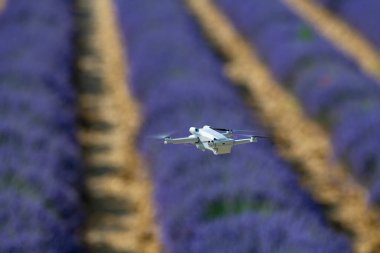 Lavanta tarlasında uçan İHA, Valensole, Provence, yüksek kaliteli fotoğraf