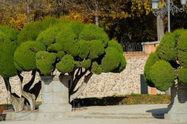 Madrid, İspanya, Buen Retiro Parkı, Botanik Bahçesi, ağaçlarla ve çalılarla dolu park, manzara tasarımı, yeşil ağaç ve dekoratif çalı. Yüksek kalite fotoğraf