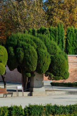 Madrid, İspanya, Buen Retiro Parkı, Botanik Bahçesi, ağaçlarla ve çalılarla dolu park, manzara tasarımı, yeşil ağaç ve dekoratif çalı. Yüksek kalite fotoğraf
