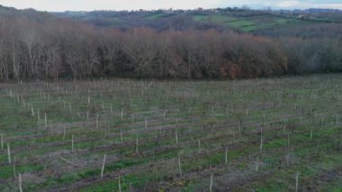 Bordeaux Vineyard kışın hava manzaralı, Entre deux mers, Langoiran. Yüksek kalite 4k görüntü