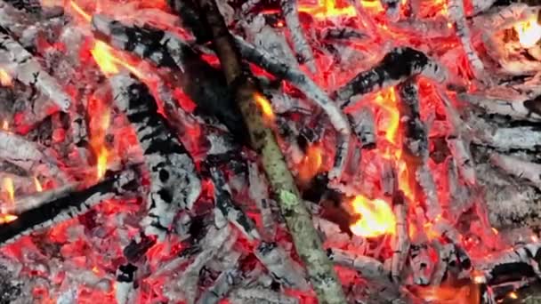 Tradiční Argentinské Asado Jehněčí Sele Pomalu Vařené Nad Dřevěným Ohněm — Stock video