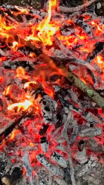 Tradicional Asado Argentino Cordero Lechón Cocinado Lentamente Sobre Fuego Leña — Vídeos de Stock