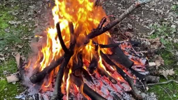 Nahaufnahme Flammen Aus Feuer Lagerfeuer Der Nacht Baumstämme Brennen Funken — Stockvideo