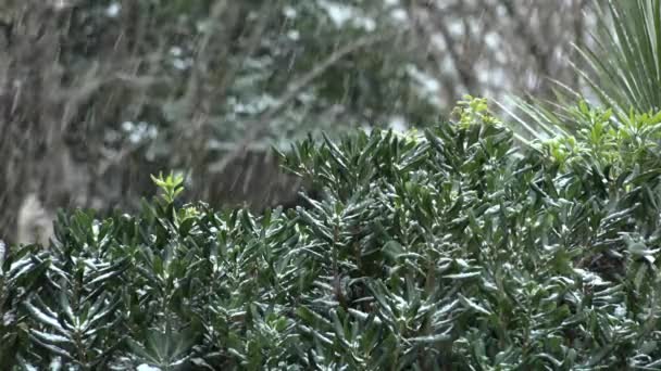 Ветки Деревьев Фоне Снегопада Хлопья Снега Падают Зимний Пейзаж Франция — стоковое видео