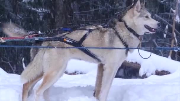 Husky Dog Ready Ride Πυρηναία Γαλλία Υψηλής Ποιότητας Πλάνα — Αρχείο Βίντεο