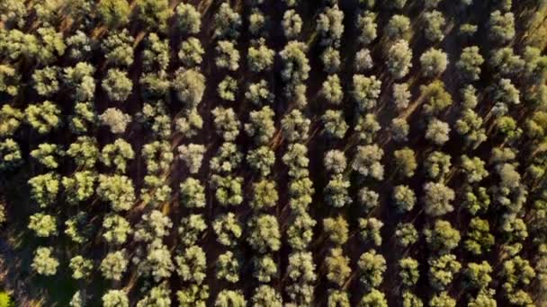 Франция Прованс Региональный Природный Парк Вердон Плато Валенсоль Оливковые Рощи Лицензионные Стоковые Видео