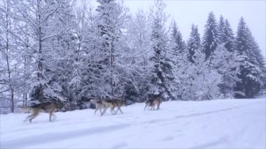 Kızak köpekleri, çok sayıda binici köpek kış ormanında koşar, Köpekler koşum takımı ve kızak çekerek neşeyle koşar. Kış eğlencesi, yüksek kalite 4K görüntü