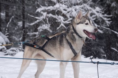 Güçlü köpek gezintiye hazır, Pireneler, Fransa, yüksek kalite fotoğraf