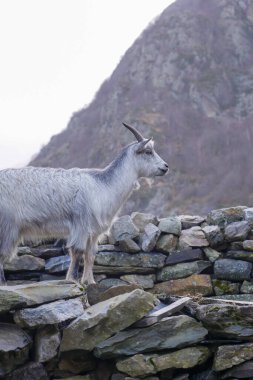 Pyrenean keçisi, organik Fransız keçi peyniri üreten bir cins, yüksek kaliteli fotoğraf.