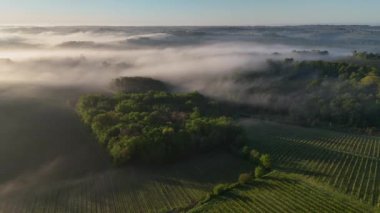 Bordeaux üzüm bağının sisli Rions, Gironde, Fransa 'daki gündoğumunda hava manzarası. Yüksek kalite 4k görüntü
