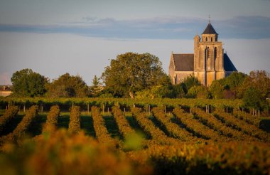 Fransa, Charente-Martime, Lonzac Kilisesi, Cognac Vineyards, Petite Champagne, yüksek kaliteli fotoğraf