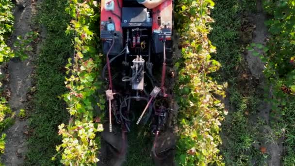 Traktor Pracovní Vinice Vinařské Farmě Sklizni Zemědělství Ekologické Zemědělství Koncepty Royalty Free Stock Video