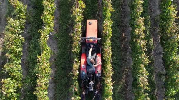 Tractor Trabajando Viñedo Granja Vinos Después Cosecha Agricultura Agricultura Ecológica Vídeo De Stock