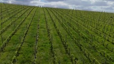 Bahar mevsiminde üzüm bağlarının hava manzarası, Bordeaux Vineyard, Langoiran, Gironde, Fransa, yüksek kalite 4k görüntü