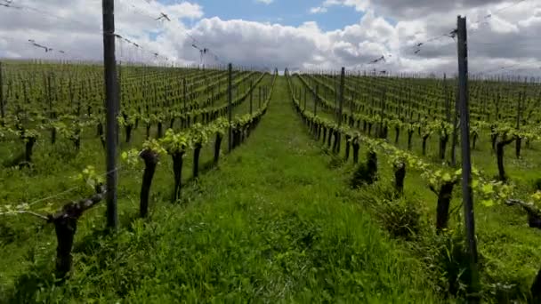 Luchtfoto Van Wijngaard Lente Bij Zonsopgang Bordeaux Wijngaard Langoiran Gironde — Stockvideo