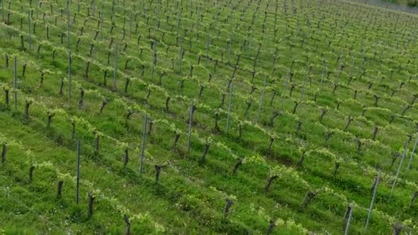 春の日の出 ボルドーヴィニヤード ランゴイラン ジロンド フランス 高品質の4K映像でのブドウ畑の空撮 ストック映像
